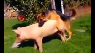 DOG Mating wit PIG!   Breeding Live Video