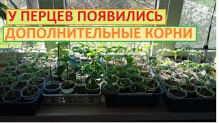 А Рассаду Перцев нужно заглублять при посадке в открытый грунт