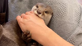 ボクシングと腕相撲をカワウソとするも卑怯な手を使われてしまう… Boxing and arm wrestling with otter, but she use cowardly tactics...