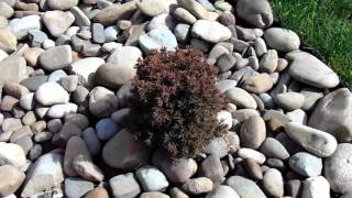 Thuja occidentalis 'Ericoides'