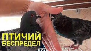 Птичий беспредел