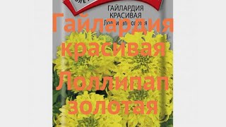 Гайлардия красивая Лоллипап золотая ? обзор: как сажать, семена гайлардии Лоллипап золотая