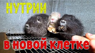 НУТРИИ переезжают в клетку / Первое взвешивание бобров эконом-класса