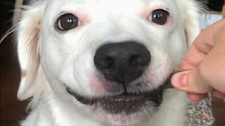 A family dumped this dog in shelter because she was unwanted
