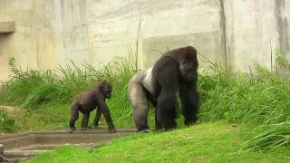 東山ゴリラ　シャバーニとアニー⑤　Father and daughter gorilla