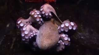 Octopus vulgaris dance