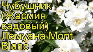 Чубушник лемуана Монт Бланк. Краткий обзор, описание характеристик philadelphus lemoine Mont Blanc