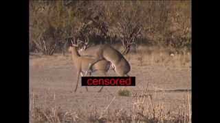 Buck Breeds Decoy