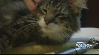 Nursing animals back to health and into homes