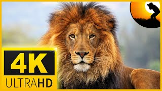 4K VIDEO ULTRAHD AFRICAN WILDLIFE  WITH  RELAXATION MUSIC FOR 4K OLED TV - 2 HR