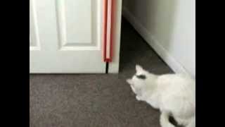 Moody Pet Fling-Ama-String Cat Toy