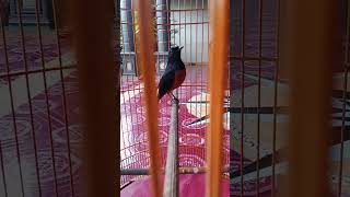 murai batu kaki hitam gacor #kicaumania #burung #birds
