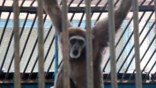 Обезьяны. Зоопарк. Поющая обезьяна в зоопарке. Monkeys. Zoo. Singing monkey in the zoo.