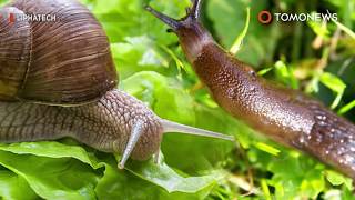 Rugby player paralyzed after swallowing slug - TomoNews
