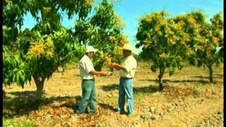 Adelanto Mango Produce Gro