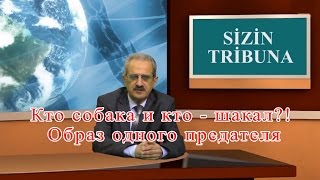 Кто собака и кто - шакал?!  Образ одного предателя : Talyshistan Tv 14.04.2017 News