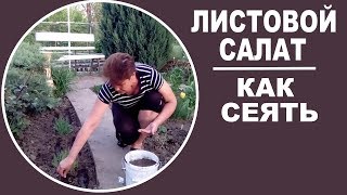 Как сеять листовой салат