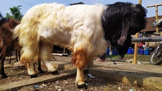 KAMBING KALIGESING / ETAWA JUMBO, mantull.. jd perhatian pengunjung Pasar sunggingan boyolali