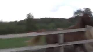 Как спариваются лошади!