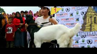 KONTES KAMBING DI BANJARNEGARA . REGIONAL JATENG DAN DIY. DIPAYUDA CUP 3 . 29 SEP 2019