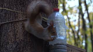 Куда бежит белка / Where is the squirrel running to