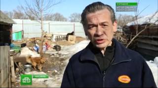 Стаи бродячих собак приносят чиновникам миллионы