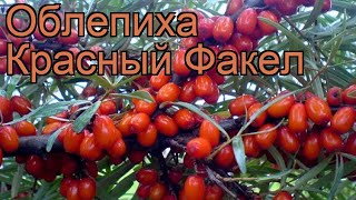 Облепиха женский Красный Факел ? обзор: как сажать, саженцы облепихи Красный Факел