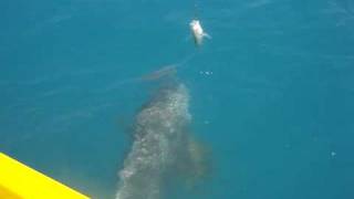 Big Queensland Grouper Boatside Stalks it's Next Meal