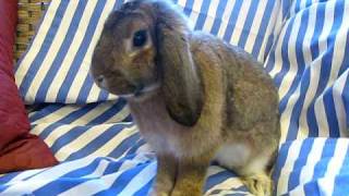 Adoptez Elizabeth la lapine! - Adopt Elizabeth the rabbit! Video #2