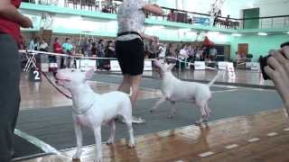 Dog Show Mono Bull terrier 2013/08/24 p08 (440)
