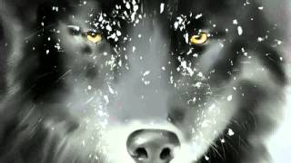 Black Wolf in the Snow -  pictures