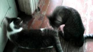 Оральный секс у кошек/Oral cats