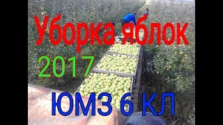 Я РАБОТАЮ НА ЮМЗ 6✔УБОРКА ЯБЛОК 2017❎МТЗ 82.1 ВЫВОЗИТ ЯБЛОК С ВУКОМ.ОБЗОР ЮМЗ