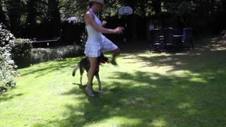 Dogdancing Schäferhund 2015 - Tierärztin Mettmann