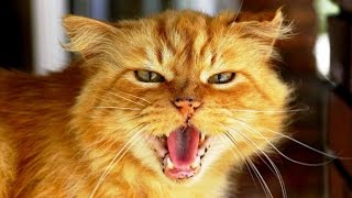 Животные! Юмор! Кошка против змеи  Кто победит