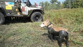 Джиперский настырный ягдтерьер и ленивый бультерьер mud 4x4 off-road