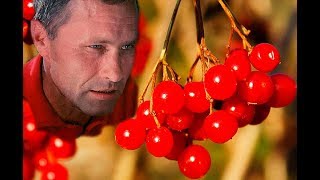 Калина красная Шукшина