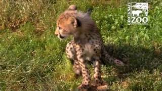 Cheetah Cub Donni and Puppy Moose Play - Cincinnati Zoo