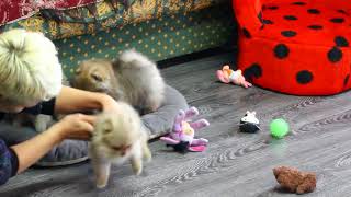 Шпицы Померанские