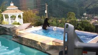 Bear in our Swimspa