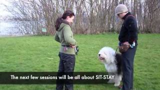 Tiffany (Old English Sheepdog) Training Day 5