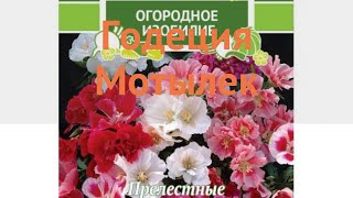 Годеция обыкновенный Мотылек (motylek) ? годеция Мотылек обзор: как сажать семена годеции Мотылек