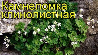 Камнеломка клинолистная. Краткий обзор, описание характеристик saxifraga cuneifolia