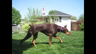 Doberman Stalking Instinct Turns Into Play - Dog Tag