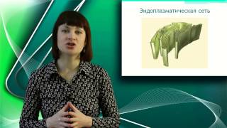 Cтроение одноклеточных. Онлайн подготовка к ЕГЭ по Биологии.