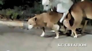 Street dog mating season