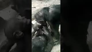 Raspberries - Bonobos - Cincinnati Zoo