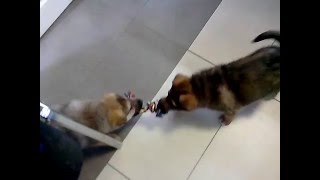 Щенки в добрые руки. Новосибирск.
