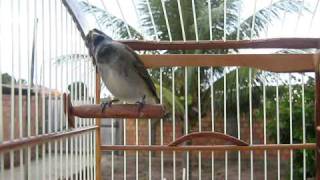 Coleirinha tui tui - filhotão