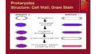 Lecture on Cell Theory
